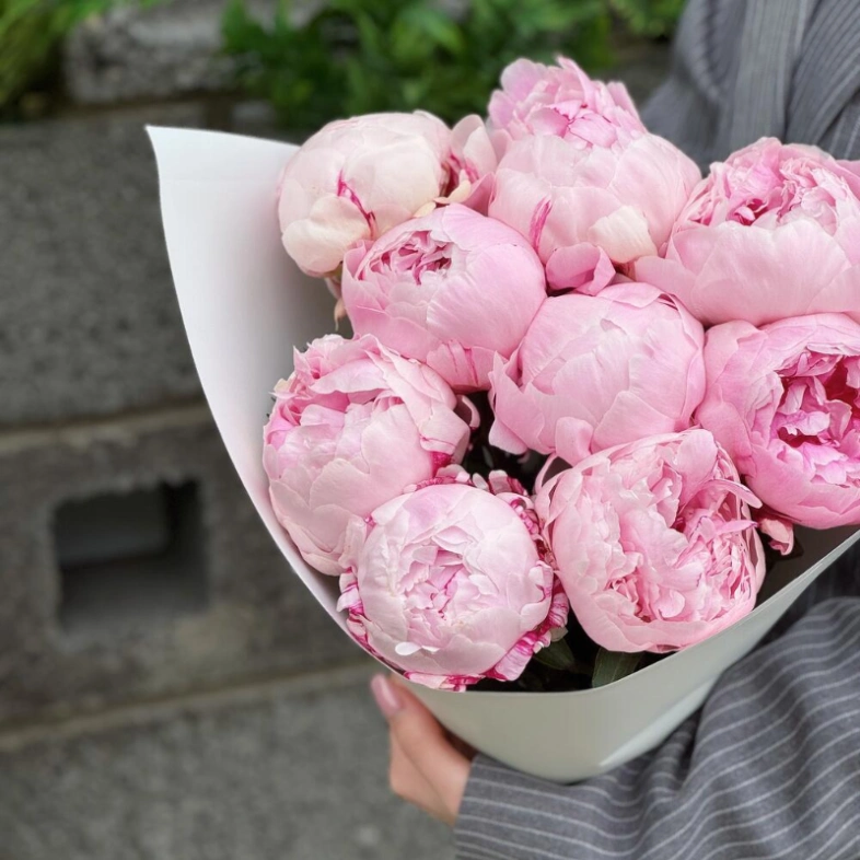 9 розовых пионов Сара Бернар