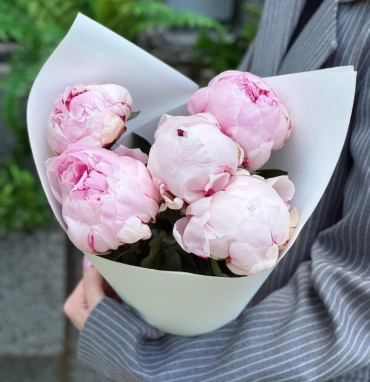 5 розовых пионов Сара Бернар