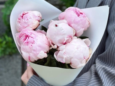 5 розовых пионов Сара Бернар