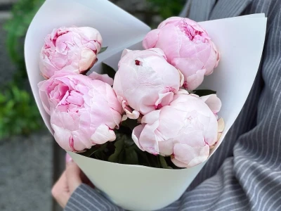 5 розовых пионов Сара Бернар