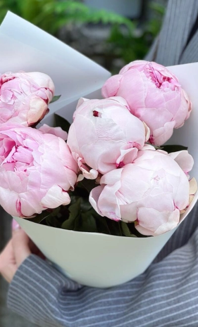 5 розовых пионов Сара Бернар