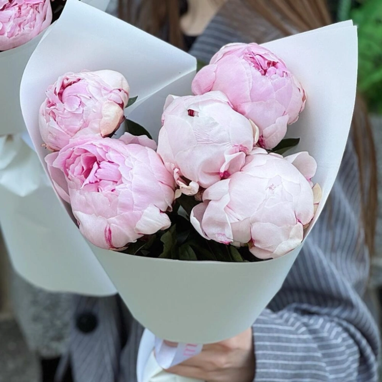 5 розовых пионов Сара Бернар