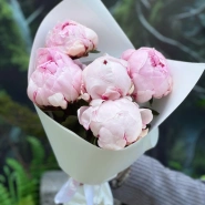 5 розовых пионов Сара Бернар 2