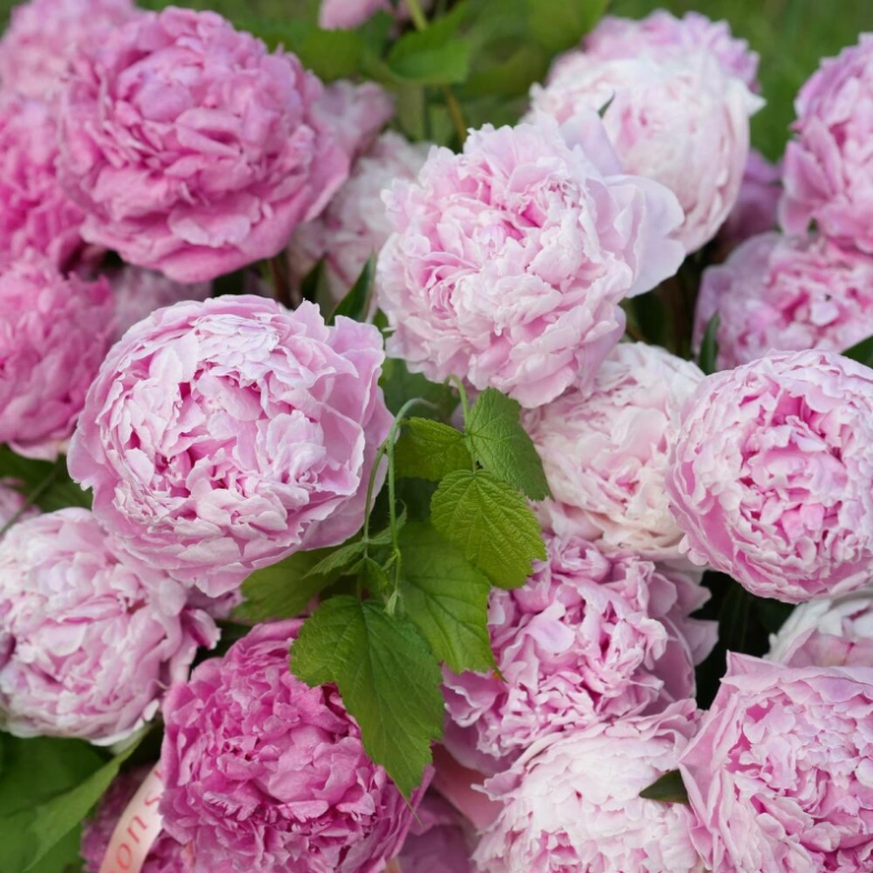 Корзина с пионами 65 «Роскошь сада»