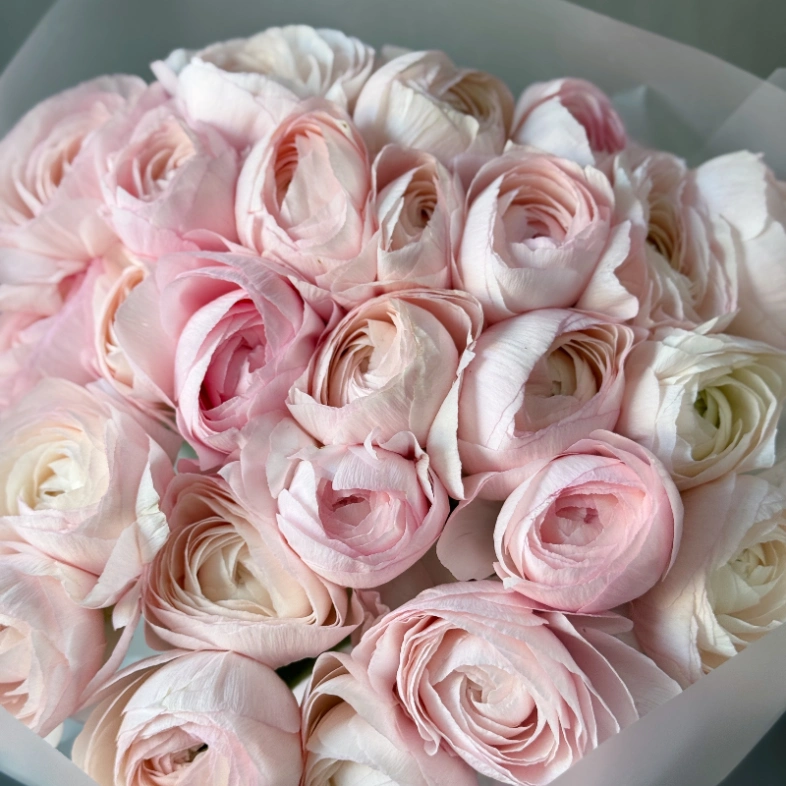 Любимые ранункулюсы 25