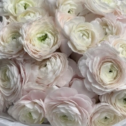 WOW- букет из нежнейших Ранункулюсов 4