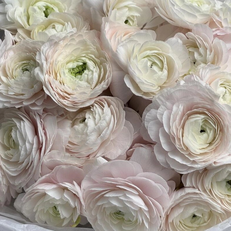 WOW- букет из нежнейших Ранункулюсов