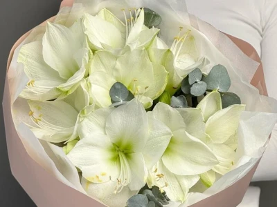 Моно из амариллисов