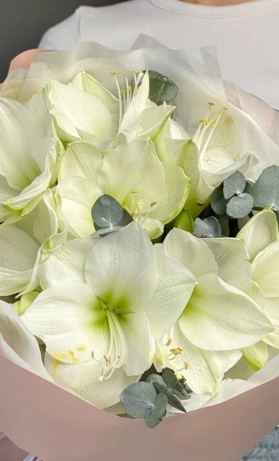 Моно из амариллисов