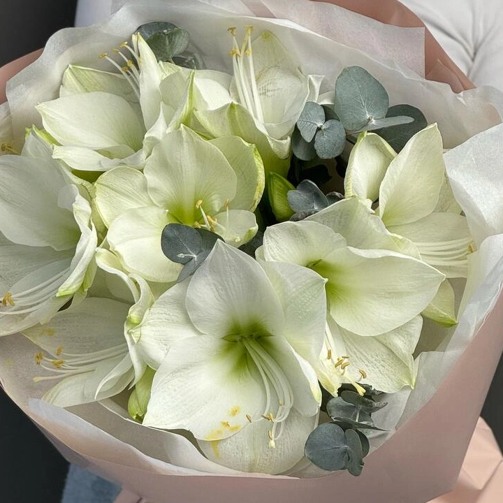 Моно из амариллисов