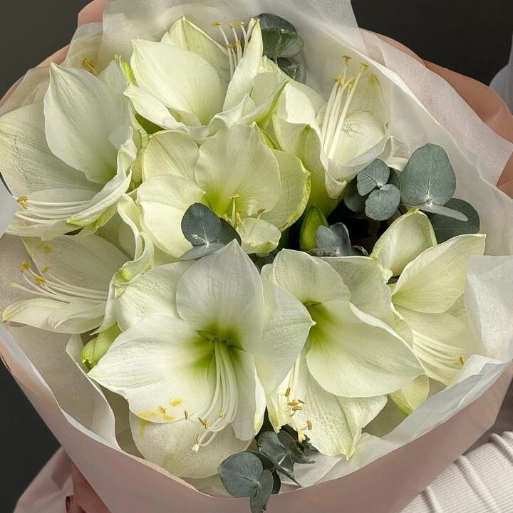 Моно из амариллисов