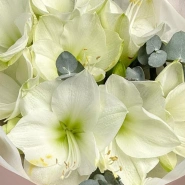 Моно из амариллисов 4