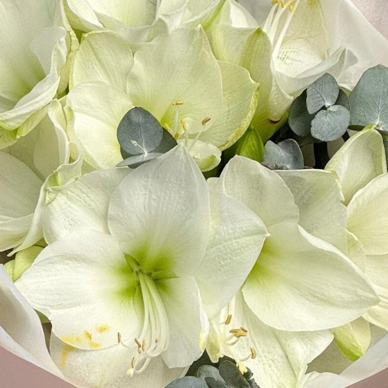 Моно из амариллисов