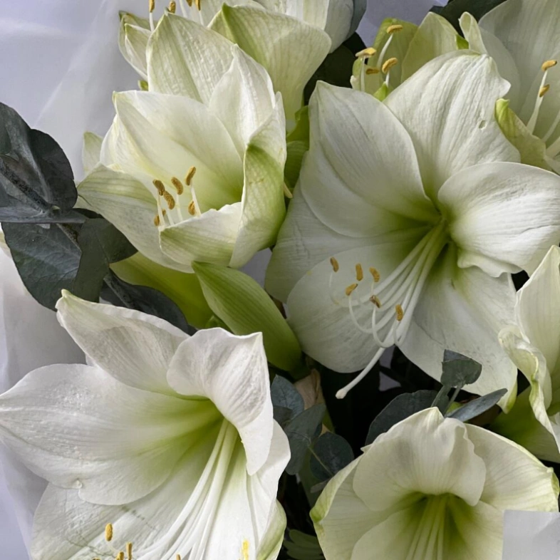 Моно букет с Амариллисами