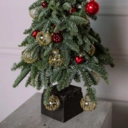 Стильная елочка из нобилиса (голубая ель) 4