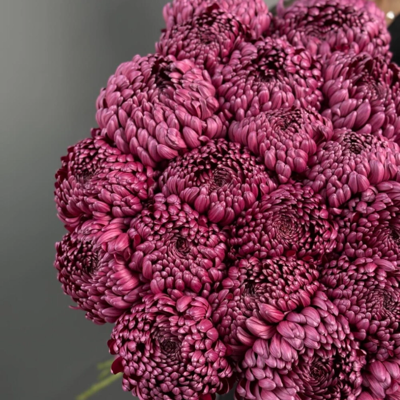 ГИГАНТ ИЗ ХРИЗАНТЕМЫ «БИГУДИ»