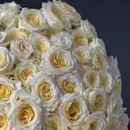 101 Ароматная роза Candelight 2