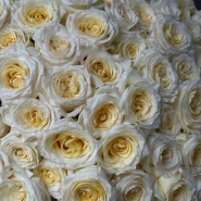 101 Ароматная роза Candelight 4