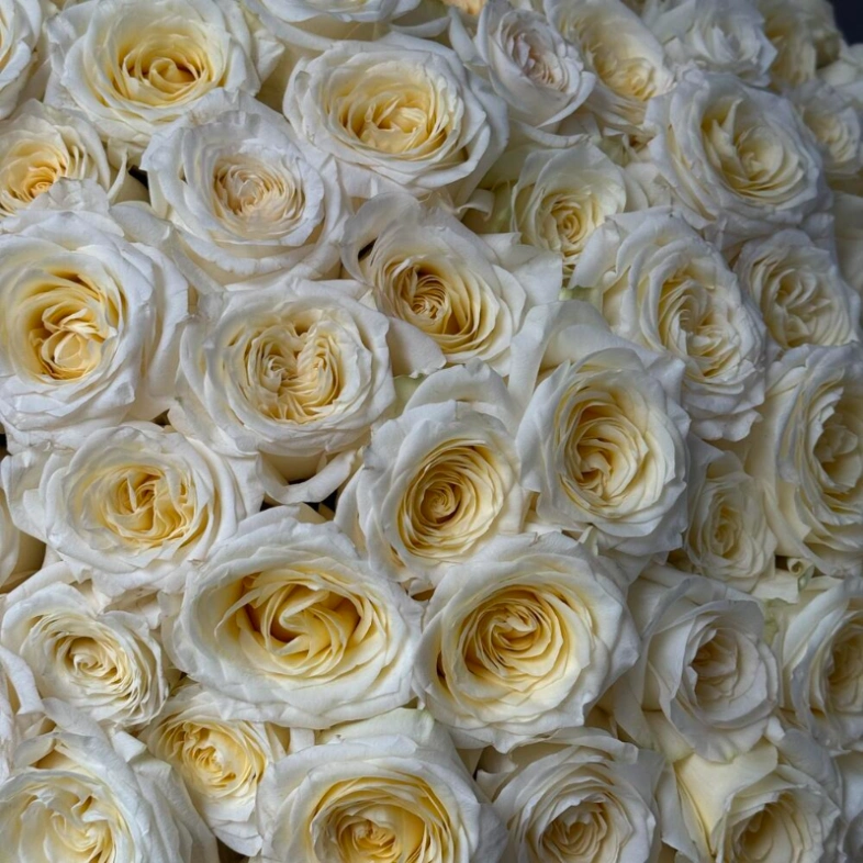 101 Ароматная роза Candelight