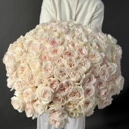 101 одноголовая роза White O Hara 0