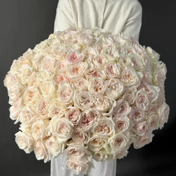 101 одноголовая роза White O Hara