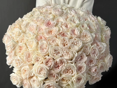 101 одноголовая роза White O Hara