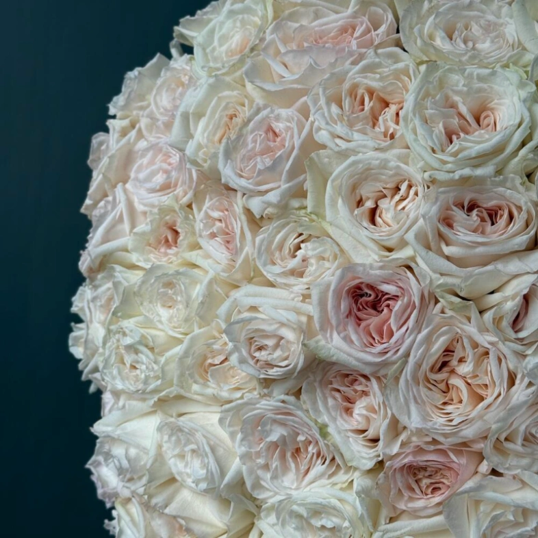 101 одноголовая роза White O Hara