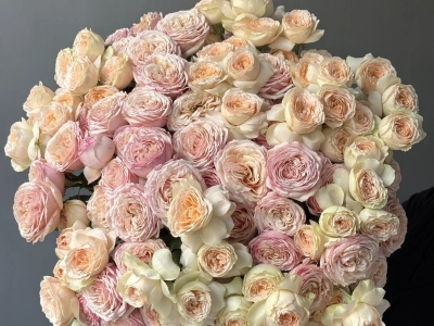 Кустовые пионовидные розы 25