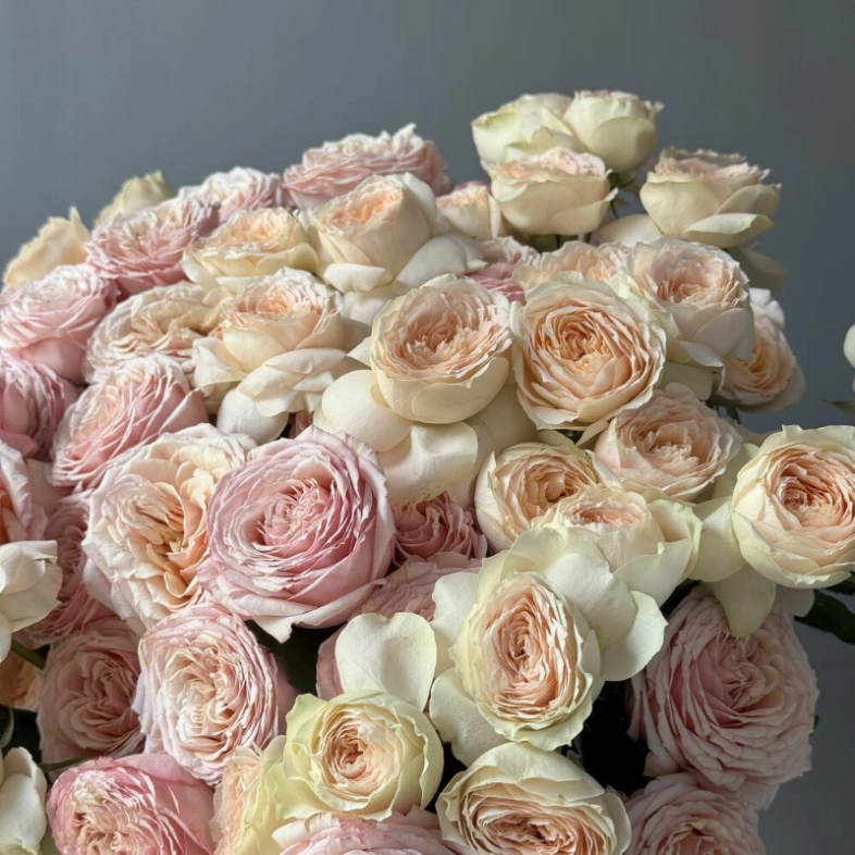 Кустовые пионовидные розы 25