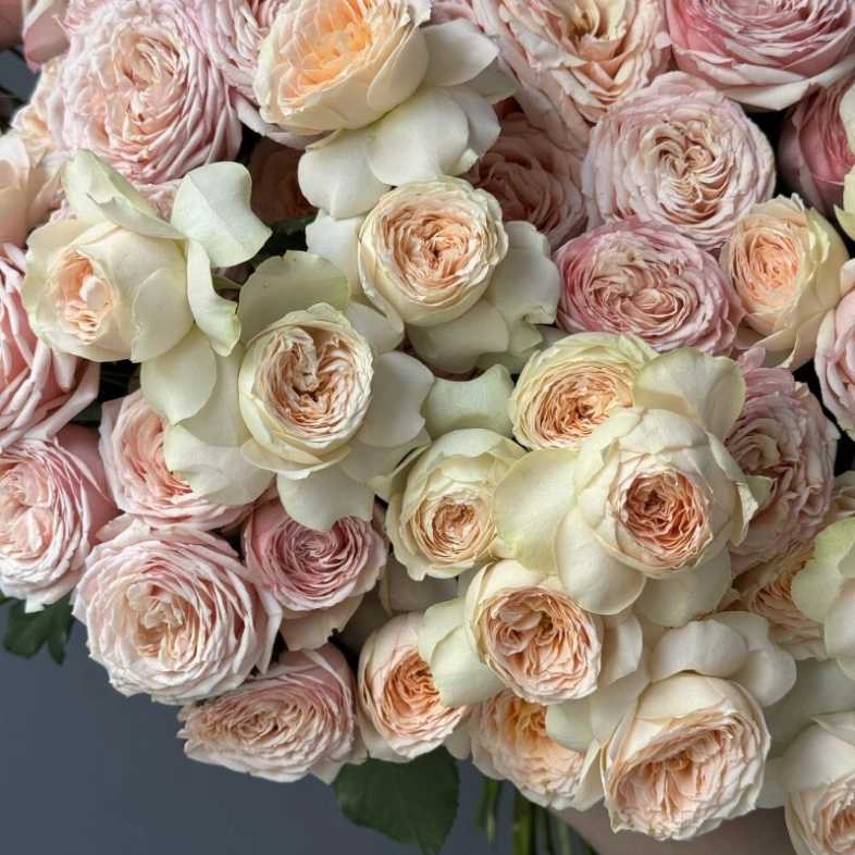 Кустовые пионовидные розы 25