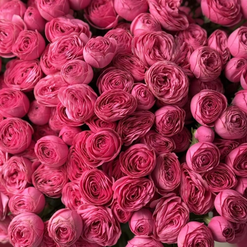 Кустовые розы Giselle 29