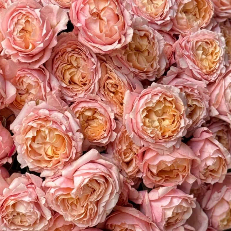 Кустовые розы Джульетта в монобукете