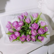 Моно тюльпанов лавандовых 21 2