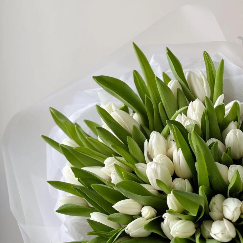 Моно из 51 белоснежного тюльпана