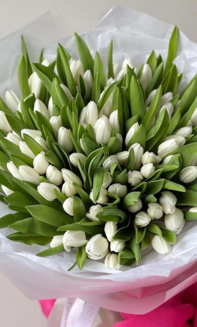 101 белоснежный тюльпан