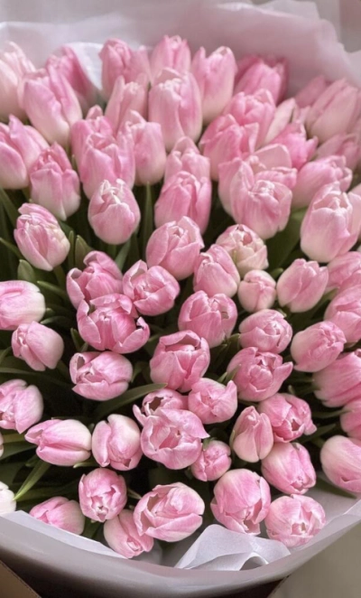 101 нежно-розовые тюльпаны