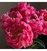 Пионы Coral Charm 9 🔥 3