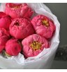 Букет «Пиономания» / пионы 7 Coral Charm 4