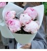 5 розовых пионов Сара Бернар 3