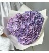Гортензия Голландия фиолетовая
