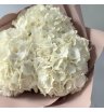 Гортензия Голландия белая 4