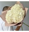 Гортензия Голландия белая