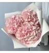 Гортензия Голландия розовая