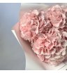 Гортензия Голландия розовая 3